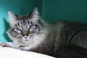 SHS Pet Publicist