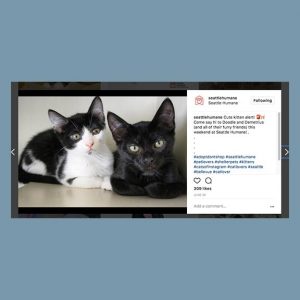 Seattle Humane Pet Publicist