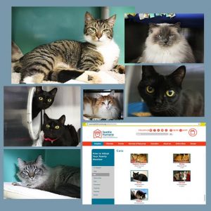 Seattle Humane Pet Publicist